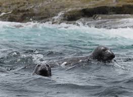 Harbor seals in their natural Maine coastal habitat